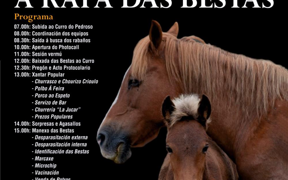 Curro do Pedroso - Rapa das Bestas 2024. A Cañiza,  4 de agosto de 2024