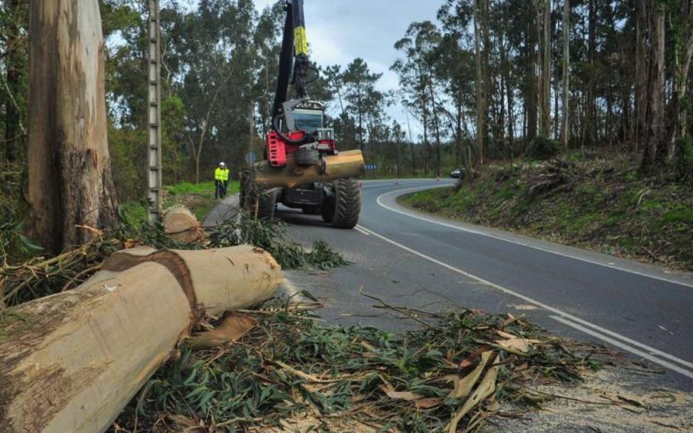 Entra en vigor a nova Ordenanza Municipal que regula a tala de madeira